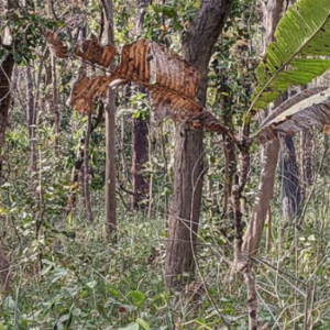 You Have A High IQ If You Can Spot Hidden Tiger In Jungle Photo In Just 12 Seconds