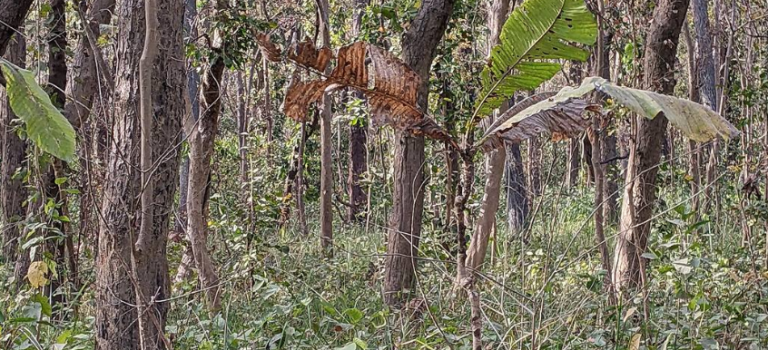 You Have A High IQ If You Can Spot Hidden Tiger In Jungle Photo In Just 12 Seconds