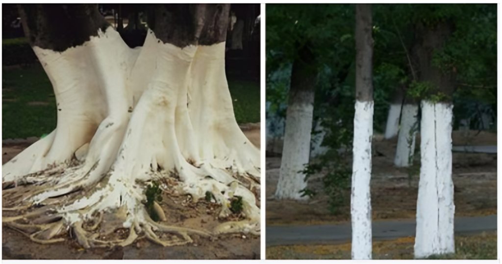 If you spot white-painted trees, you had better know what it means