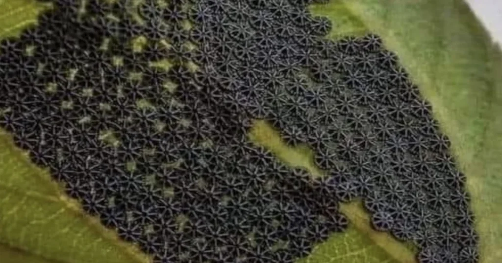 See These on Your Plants? Never Touch Them.