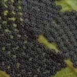 See These on Your Plants? Never Touch Them.