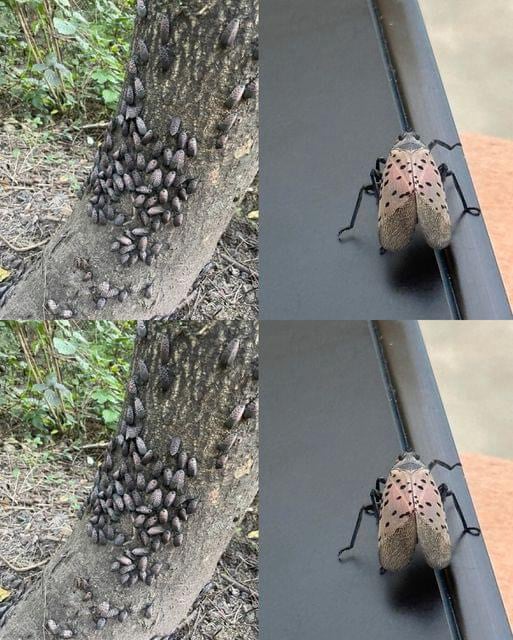 If You Ever See This Insect, Get Rid of It Immediately!