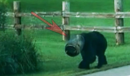 This Bear Had His Head Stuck Inside A Bucket For a Month. Now Watch What Happens Next