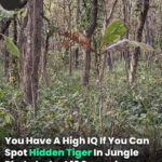 You Have A High IQ If You Can Spot Hidden Tiger In Jungle Photo In Just 12 Seconds
