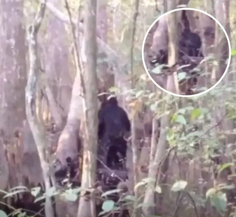 Man Spots Bigfoot And Captures ‘Best Footage Ever Recorded’