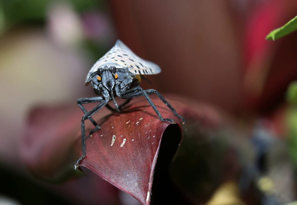 If You Ever Spot This Insect, Get Rid of It Immediately!