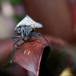 If You Ever Spot This Insect, Get Rid of It Immediately!