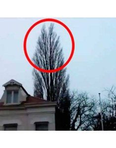 (VIDEO) He was simply recording a tree, but at 0:18, something occurred that he’ll remember for a long time!