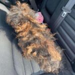 Rescue Takes in Severely Matted Dog Resembling a Wig – Now Unrecognizable after Transformation.