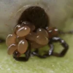 If You Spot These Eggs in Your Garden, Act Immediately!