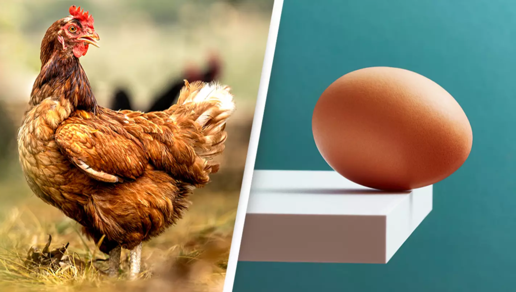 Scientists claim they’ve finally cracked the age-old mystery: what came first, the chicken or the egg?