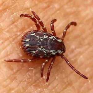 Steps to take if you ever discover a tick inside your home