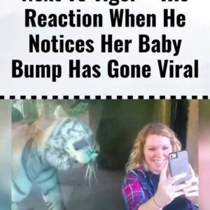 (VIDEO)Pregnant Woman Sits Next To Tiger – His Reaction When He Notices Her Baby Bump Has Gone Viral