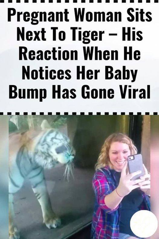 (VIDEO)Pregnant Woman Sits Next To Tiger – His Reaction When He Notices Her Baby Bump Has Gone Viral