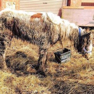 Starving horse is dumped and left to die, but brave volunteers does the only right thing 😭😲 Now look in the comments to see this majestic animal today 👇🏻❤️