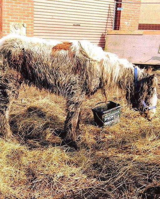 Starving horse is dumped and left to die, but brave volunteers does the only right thing 😭😲 Now look in the comments to see this majestic animal today 👇🏻❤️