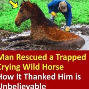 Man Rescued a Trapped Crying Wild Horse. How It Thanked Him is Unbelievable